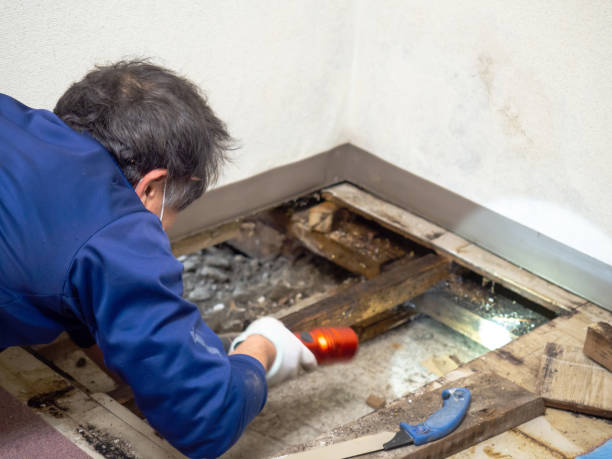 Best Crawl Space Mold Removal  in Ronan, MT