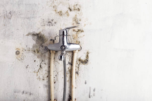 Best Professional Mold Removal  in Ronan, MT