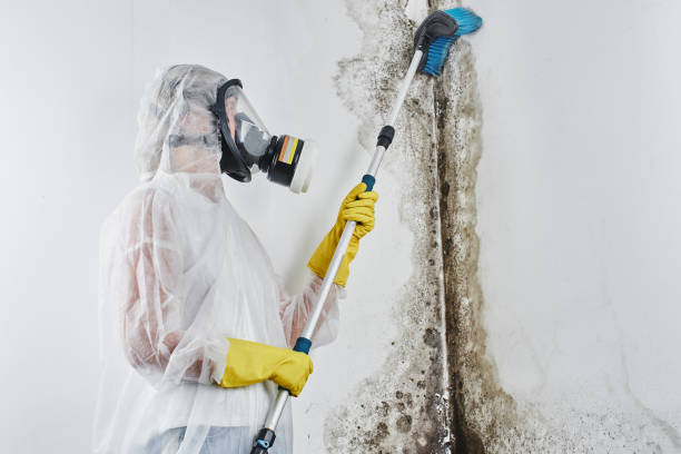 Best Local Mold Removal Service  in Ronan, MT