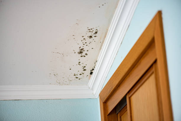 Best Mold Cleaning Services  in Ronan, MT
