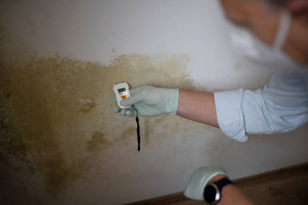Best Mold Testing  in Ronan, MT