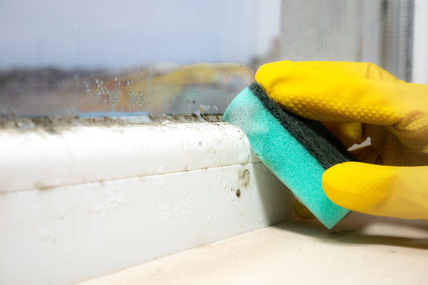 Best Certified Mold Removal  in Ronan, MT