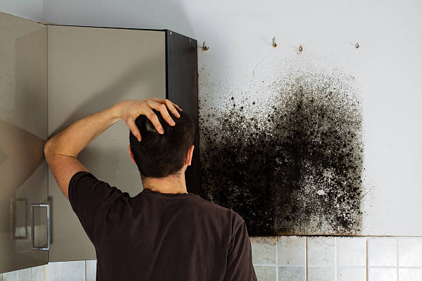 Best Office Mold Removal Services  in Ronan, MT
