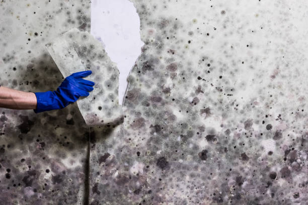 Best Black Mold Removal  in Ronan, MT